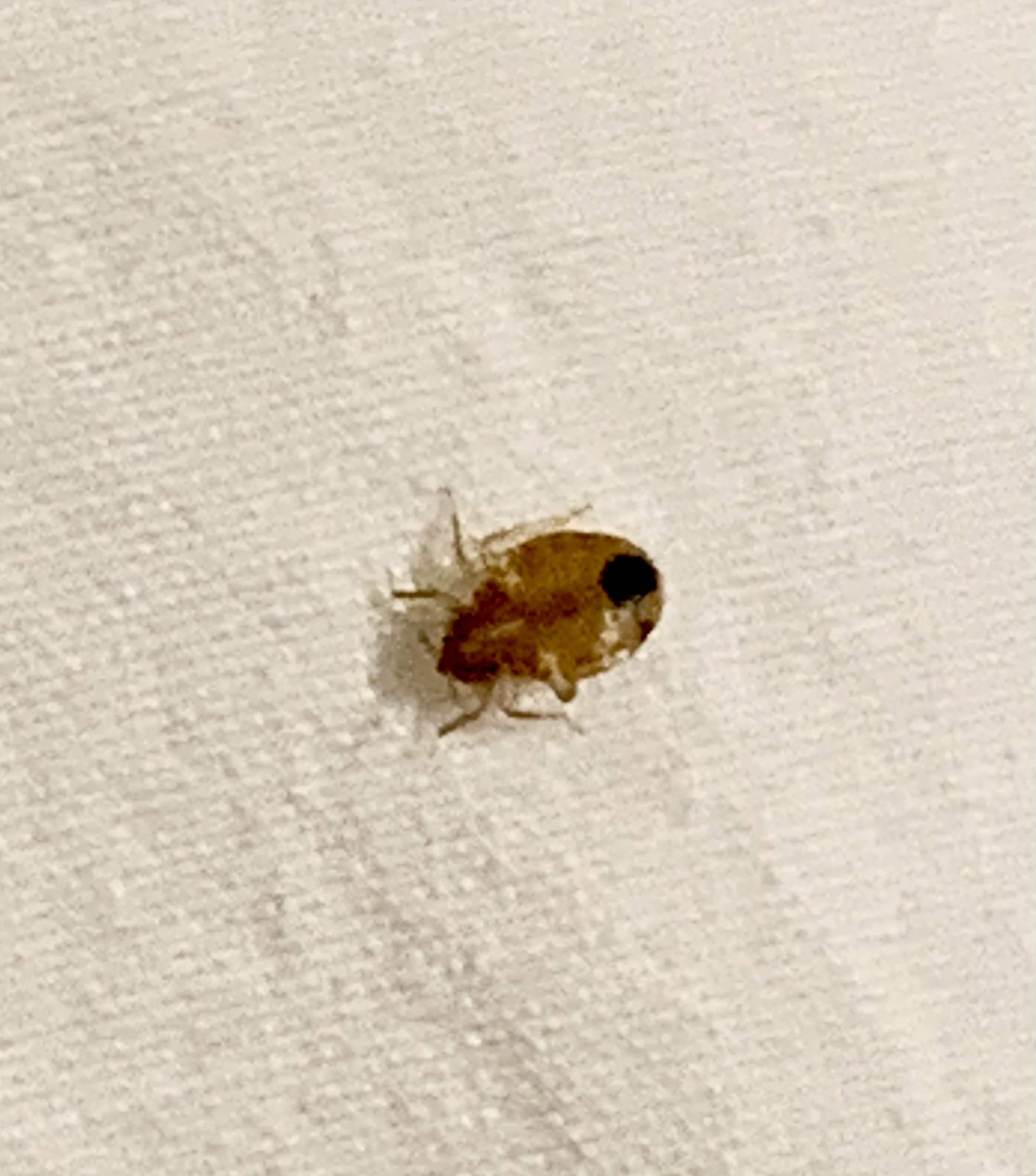 Bed Bug Exterminator Phoenix AZ