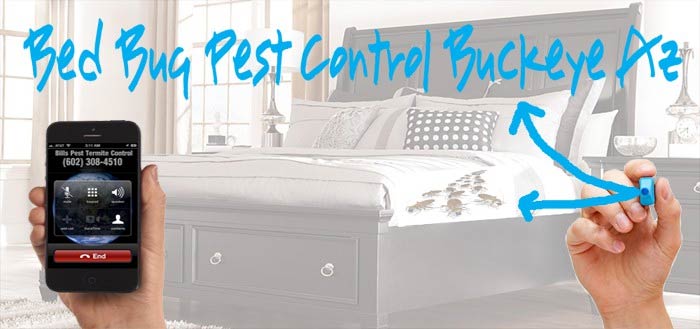 Affordable Buckeye Bed Bug Removal Services