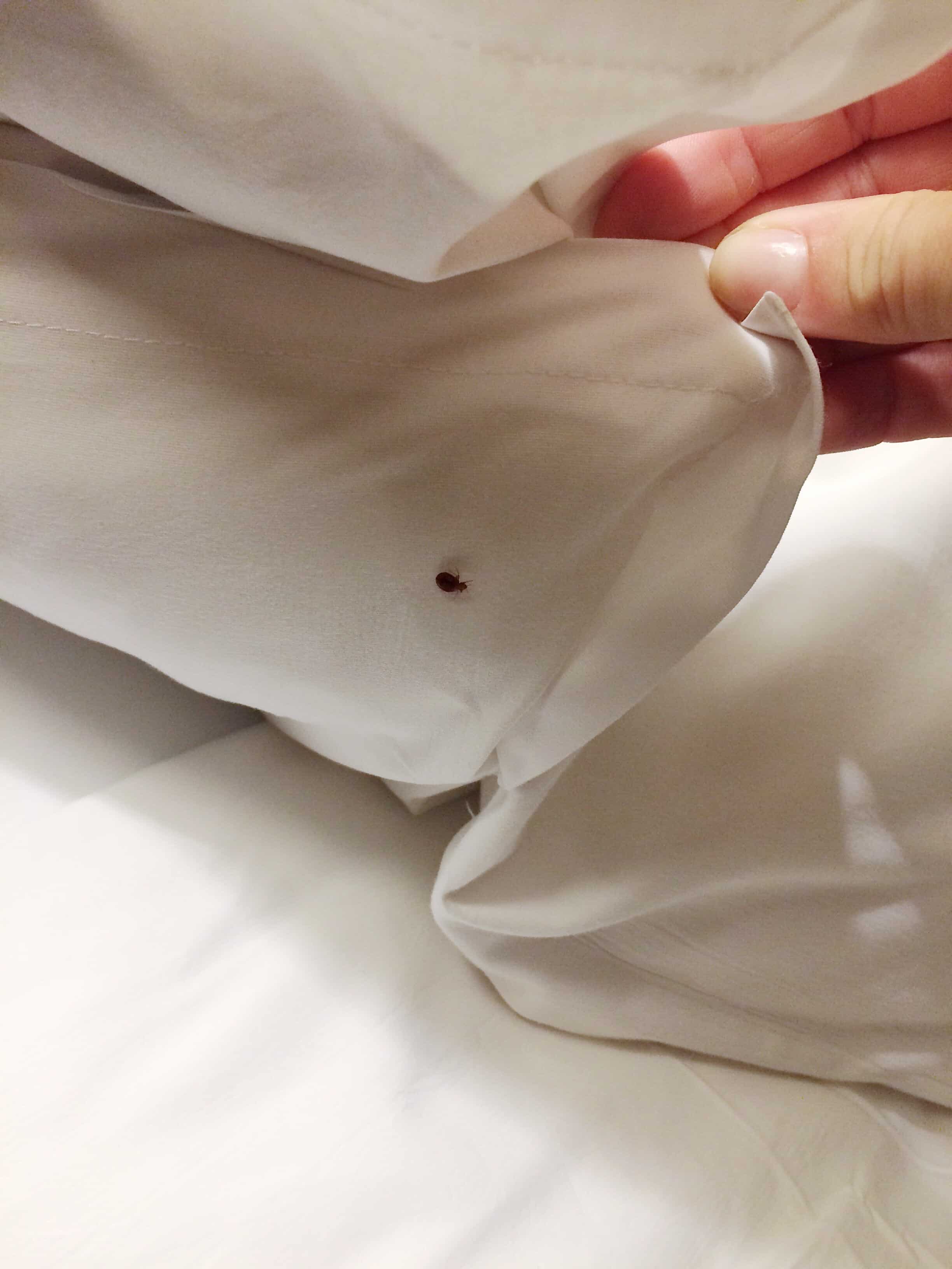Bed Bug Inspection Phoenix, Az