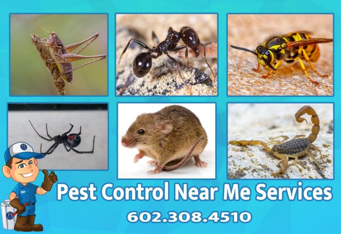 Best Pest Control Near Me Services Higley AZ