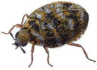 carpet beetle in phoenix arizona