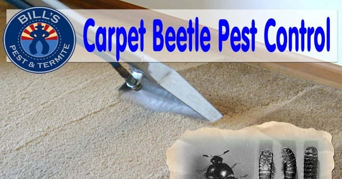 carpet beetle pest control phoenix az