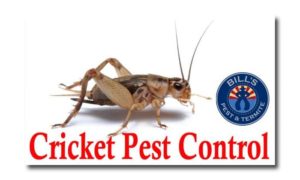 cricket pest control
