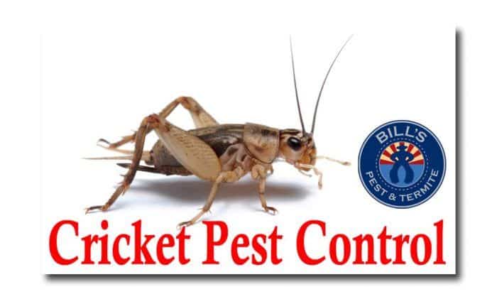 cricket pest control phoenix az