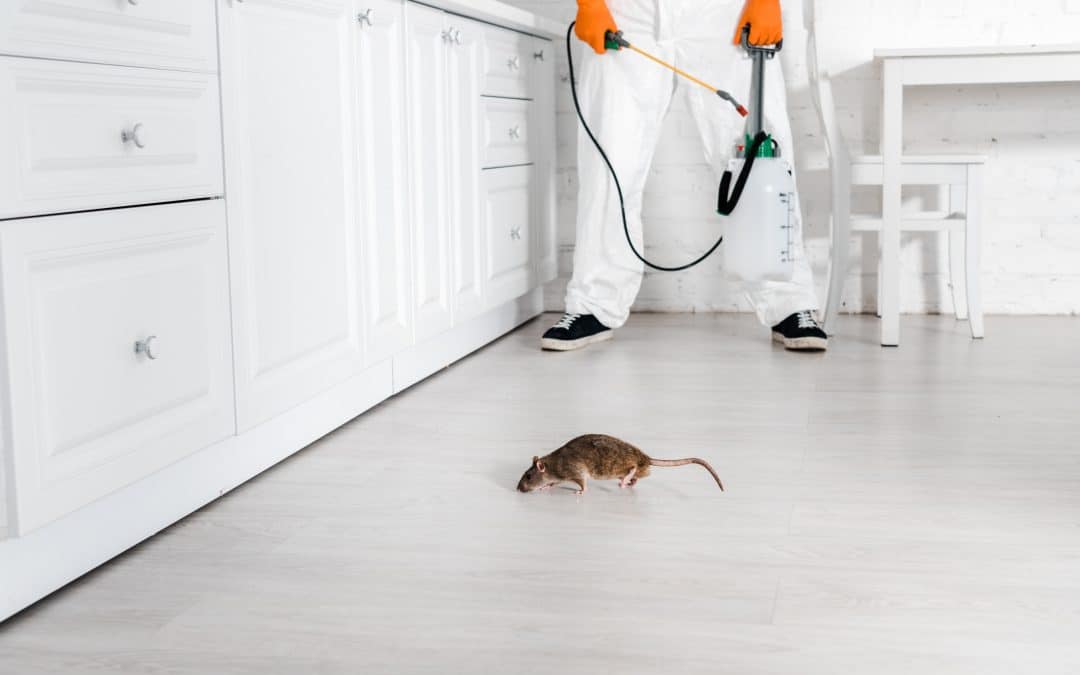 Mice and Rats: What’s the Difference?