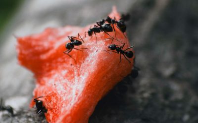 Common Ant Species in Arizona