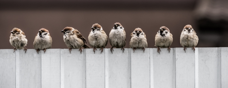 4 Best Methods to Keep Birds Off Your Home