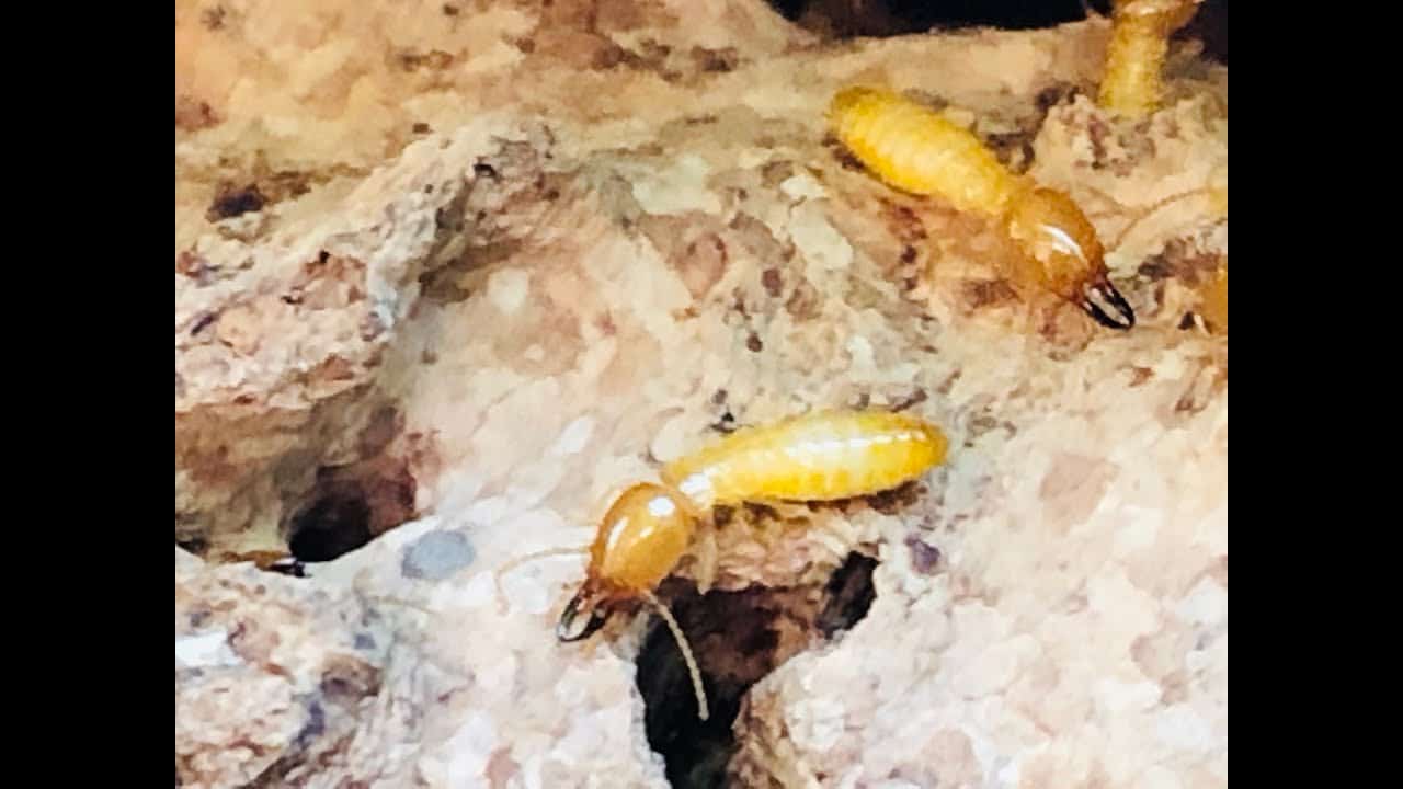 Best Termite Inspectors Anthem AZ