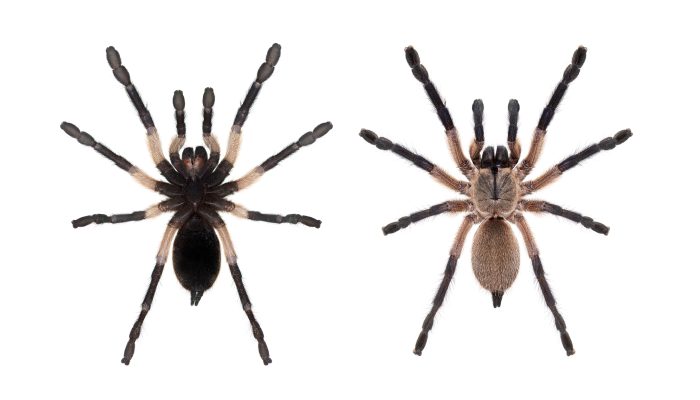 Best Spider Exterminator - Arizona Tarantulas