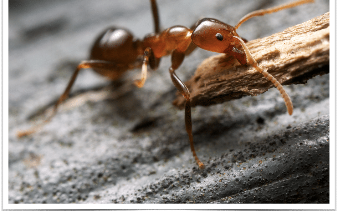 How to Get Rid of Ants in Phoenix, AZ
