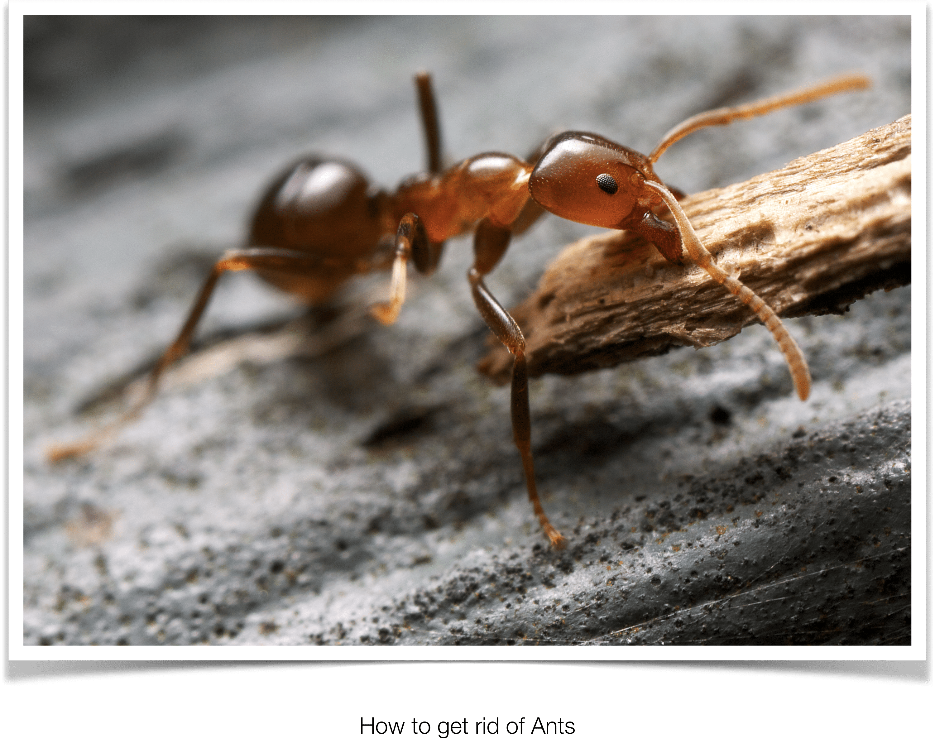 Let us help get rid of Summer Ants