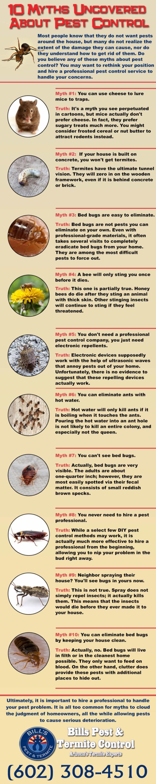 10 Pest Control Myths Uncovered Phoenix, AZ
