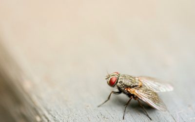 How to Control Fruit Flies Infesting Your Home