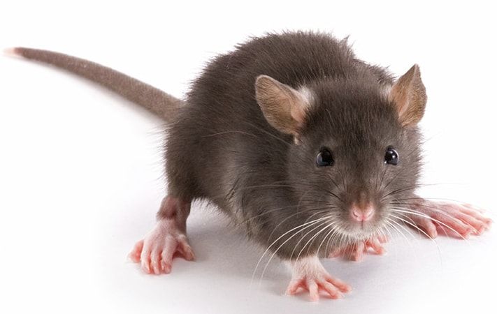 Expert Packrat Removal and Packrat Exterminator Services