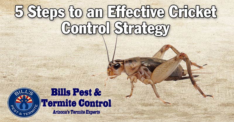 5 Steps to an Effective Cricket Control Strategy 