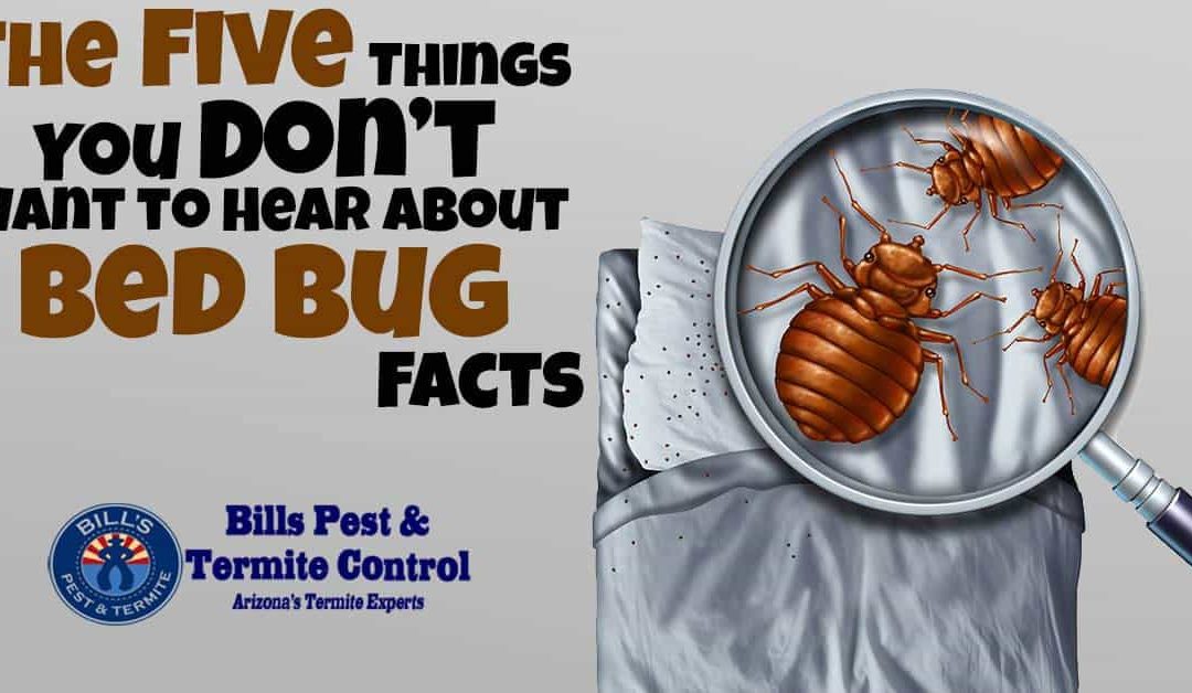 Five Bed Bug Facts You Don’t Want To Hear About