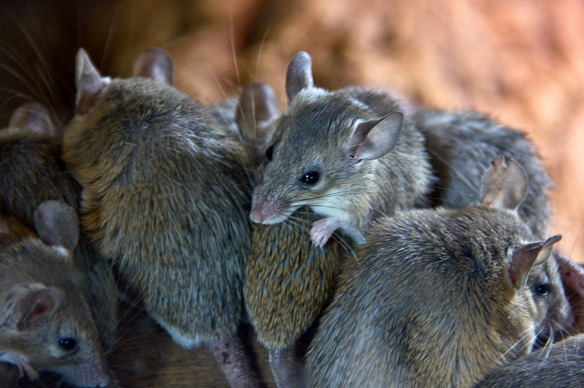 pack rats Rodent Species in Arizona