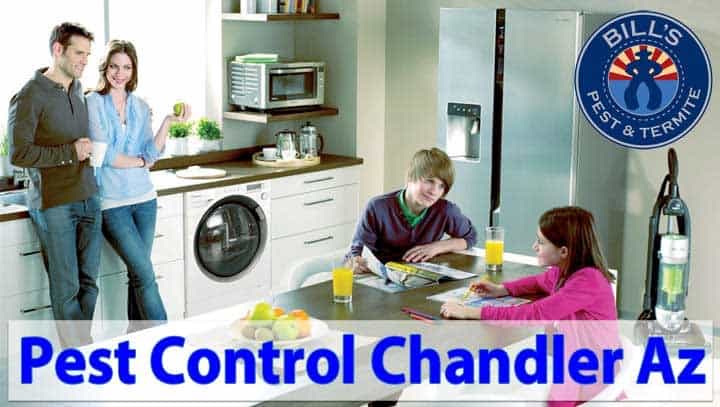 Chandler Pest Control Services - Affordable Tick Removal Chandler AZ