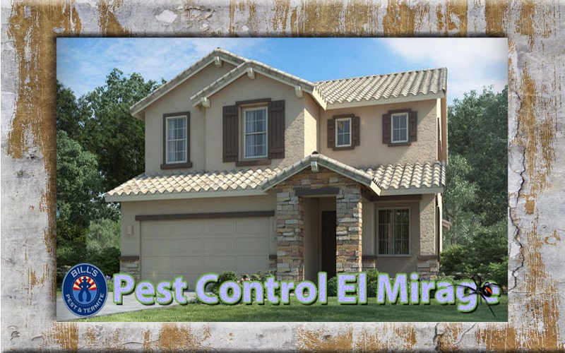 Best Pest Control El Mirage Az Services - Affordable Termite Treatment El Mirage AZ