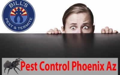 Top 10 Phoenix Arizona Pests – Most Common Pests in Phoenix, Az
