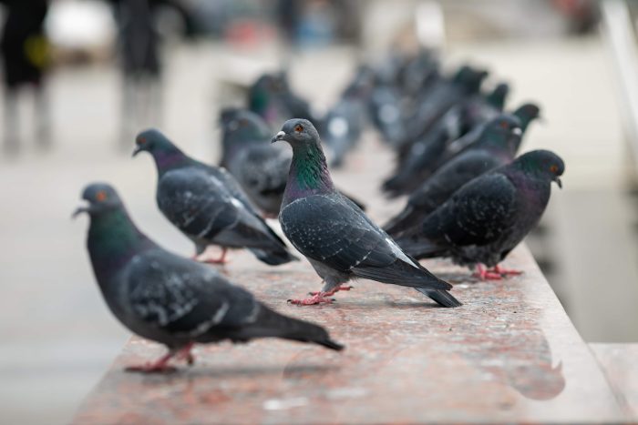 Need Pigeon Removal Services? We can help! Let us help you select the best Pigeon Control Methods.