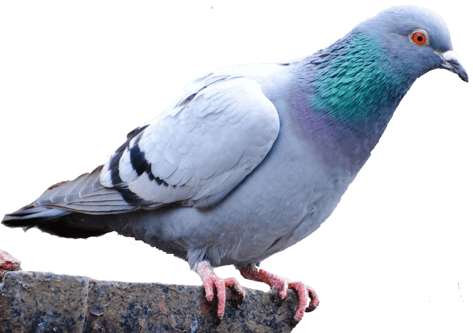 Best Pigeon Removal Phoenix, AZ
