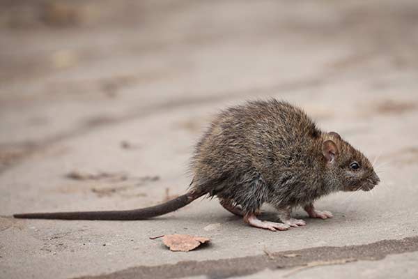 Best Gilbert Rodent Control | Rat Exterminator Service