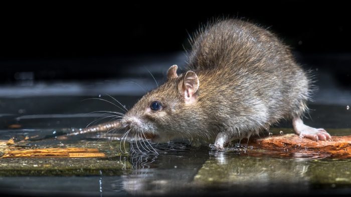 Professional Rodent Control Laveen, AZ Services - #1 Rat Exterminator and Removal Service