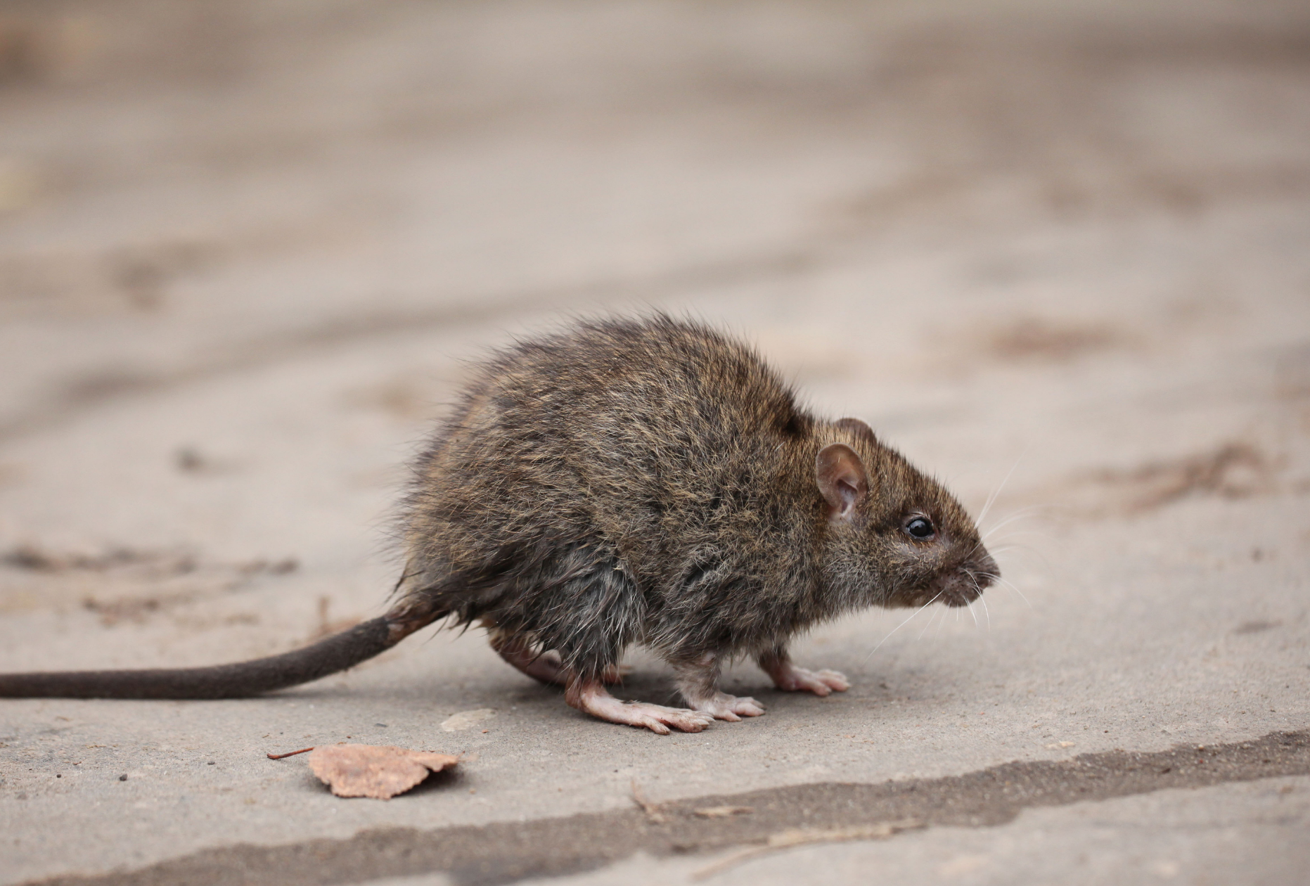roof rat Rodent Species in Arizona
