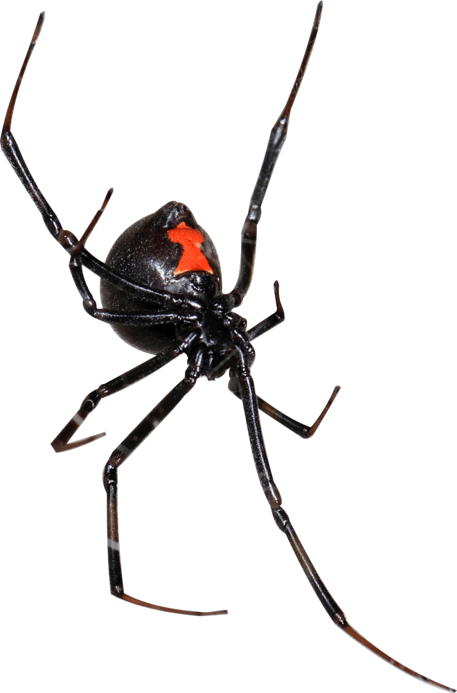 Best Black Widow Spider Exterminator Phoenix, AZ