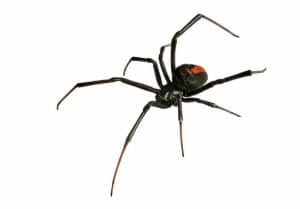 Black Widow Spider Control Phoenix, AZ