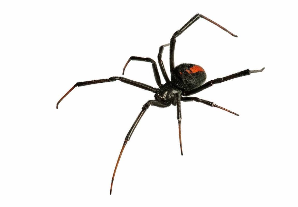 Black Widow Exterminator Phoenix Az