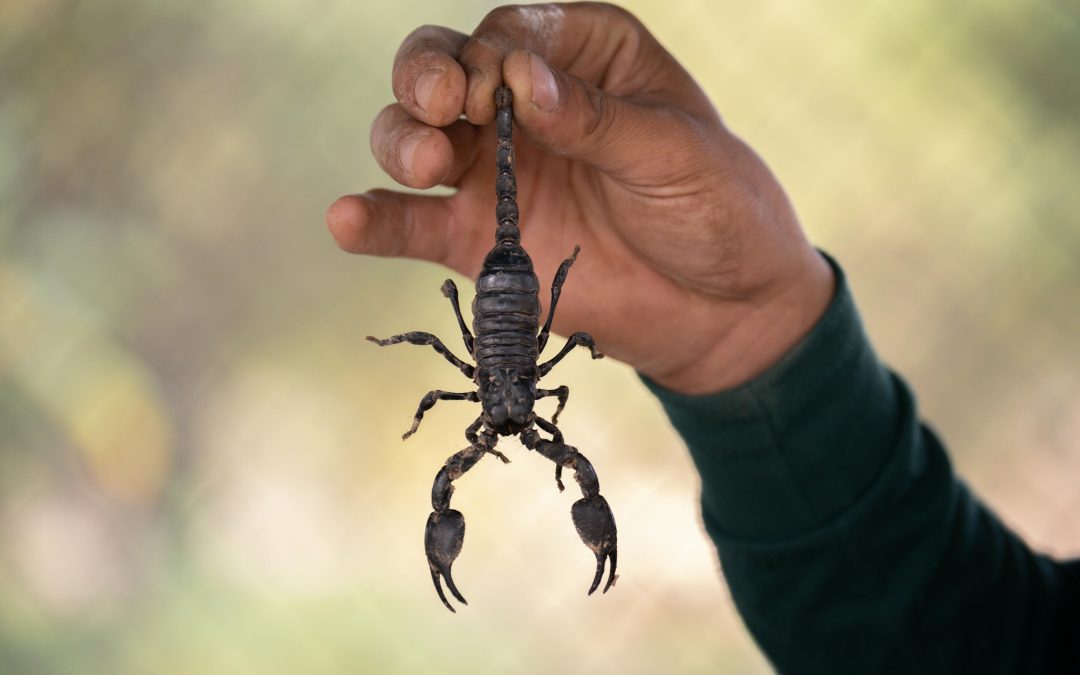 Are Scorpions Common in Arizona?