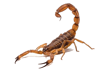 Best Devil Scorpions Exterminator Phoenix AZ