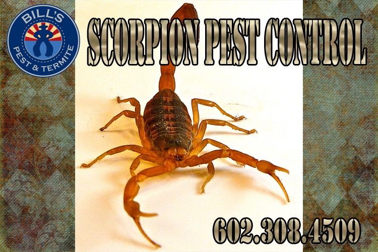 Let Us Help You Learn How to Kill Scorpions - 602.308.4509