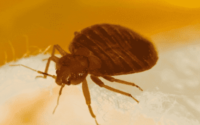 Do Bed Bugs Produce Potentially Dangerous Amounts of Histamine?
