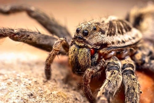 Best Spider Control Phoenix, AZ