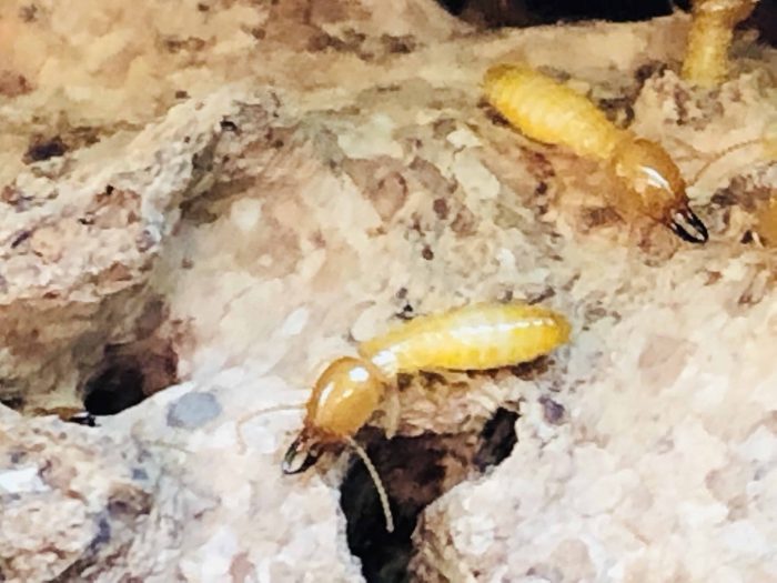 Do Termites Bite? - Get a FREE Termite Inspection Today!