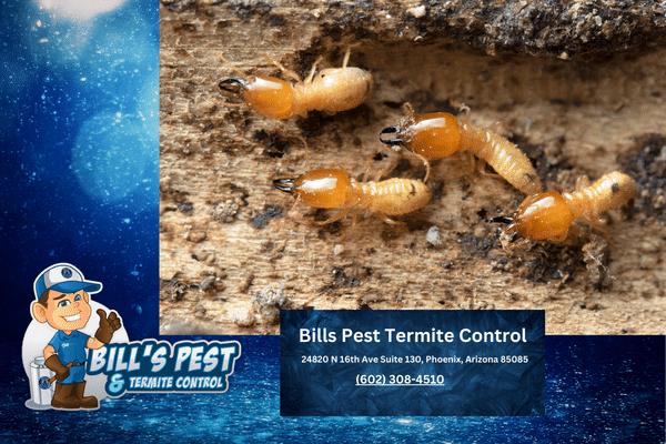 Should I Treat for Termites on New Construction?