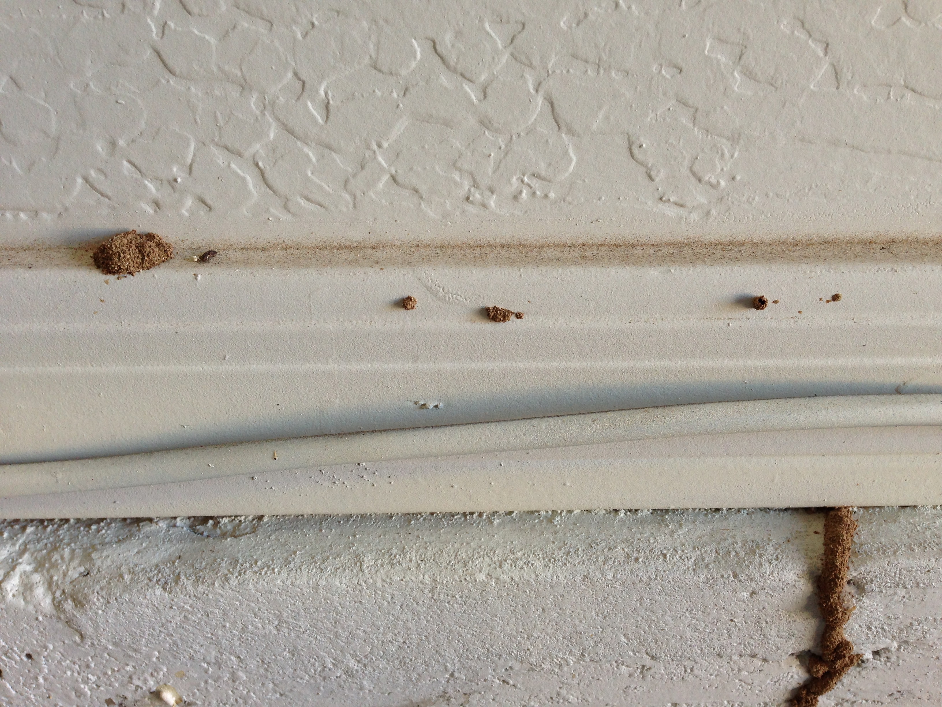 termite pin holes in phoenix az