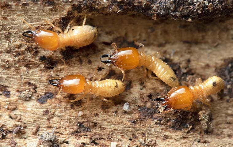 How much is a termite inspection?