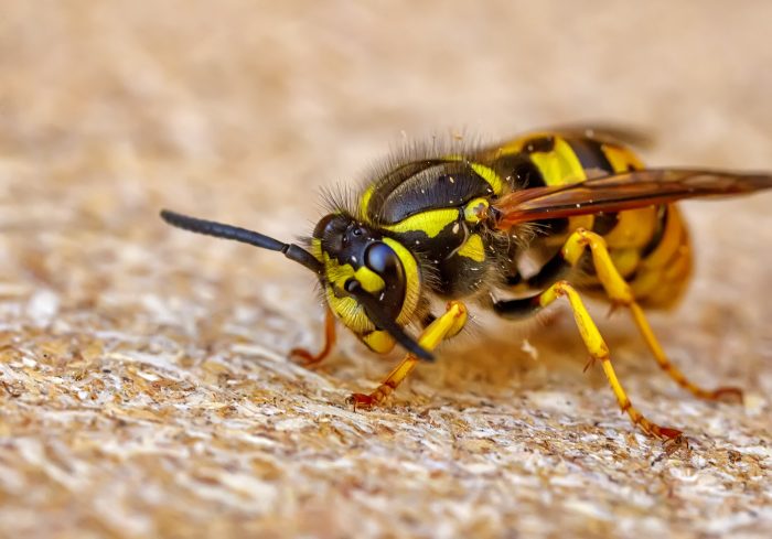 Best Wasp and Hornet Control Phoenix AZ