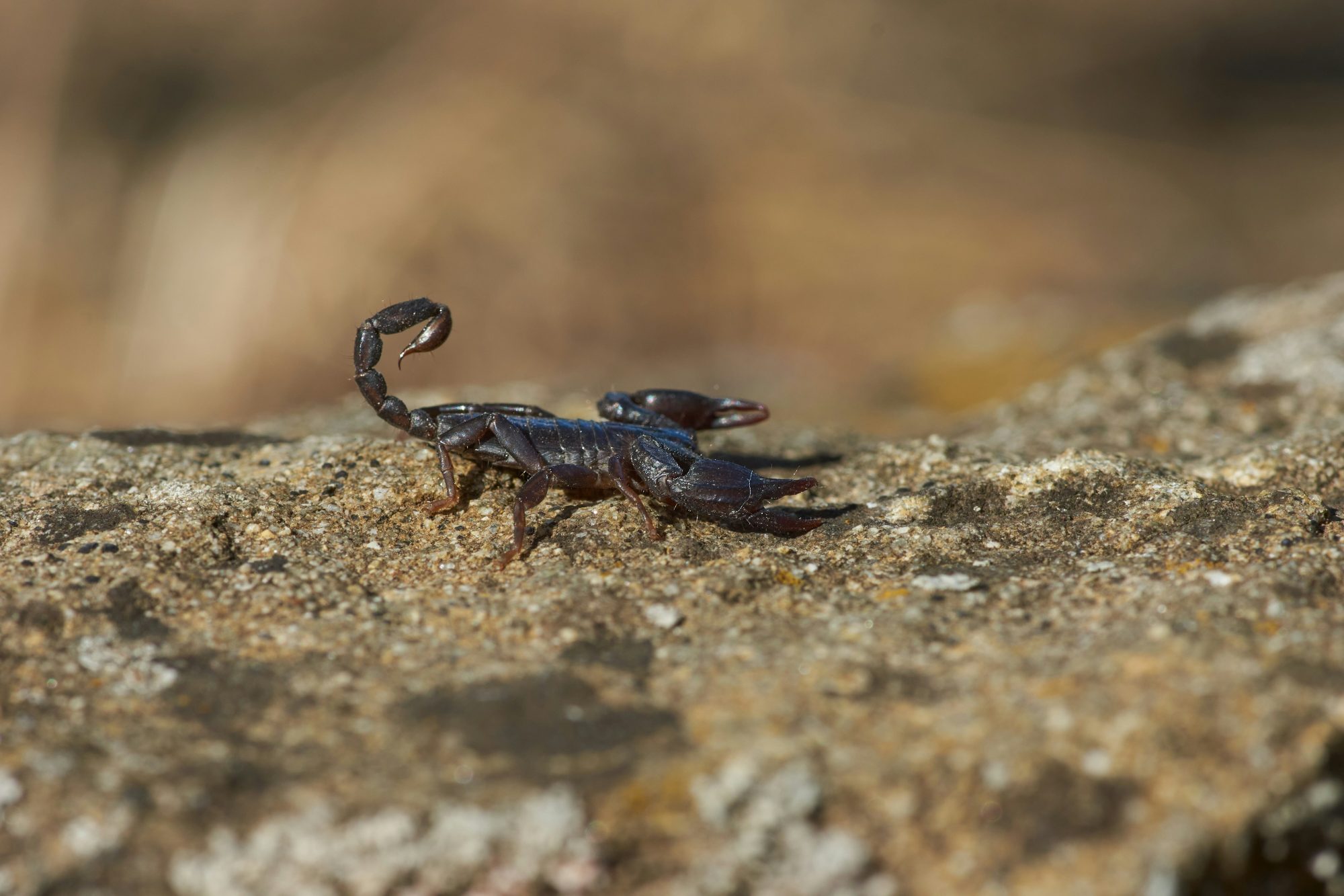 Scorpions are common winter Pests in Phoenix AZ